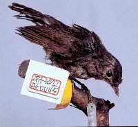 紅尾鶲藏品圖，第3張